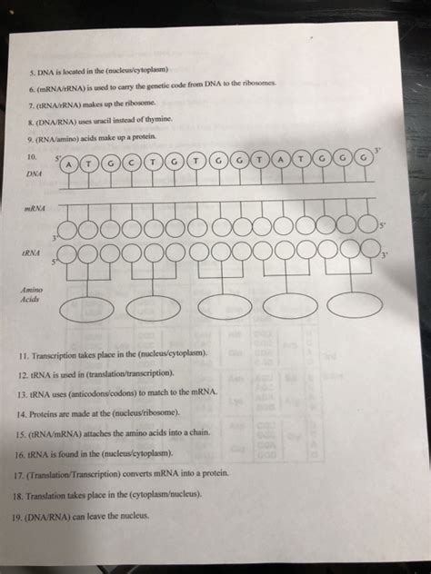 Protein Synthesis Worksheet With Answer Key Laney Lee Worksheets Library