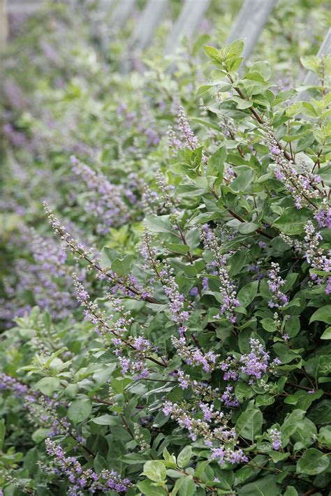 Summertime Blues™ Chaste Tree Vitex X ‘helen Froehlich Ppaf