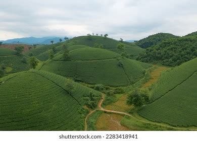 Aerial Top View Green Fresh Tea Stock Photo 2283418941 | Shutterstock