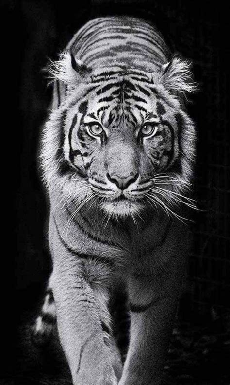 Pin By Arek Nk On Zapisane Na Szybko In Tiger Photography Tiger