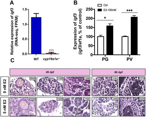 Igf3 Is Regulated By Estrogen In Zebrafish A In Cyp19a1a Knockout