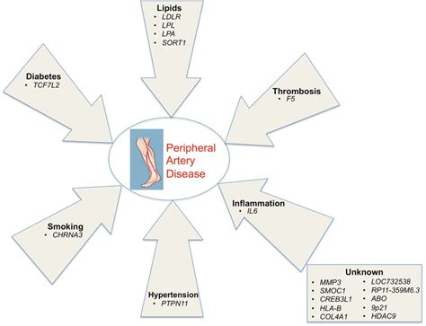 Peripheral Artery Disease Risk Loci And Known Causal Risk Download