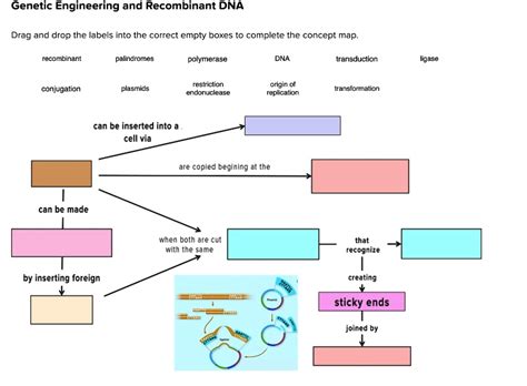 SOLVED Genetic Engineering And Recombinant DNA Drag And Drop The