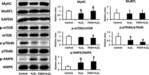 The Expression Of Muscle Degradation And Synthesis Related Proteins In Download Scientific