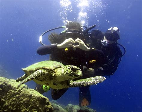 Mergulho em Ilhabela Rota das tartarugas Aquáticos Ilhabela