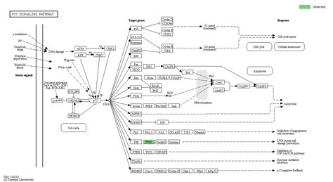 Kegg Pathway P Signaling Pathway Reference Pathway