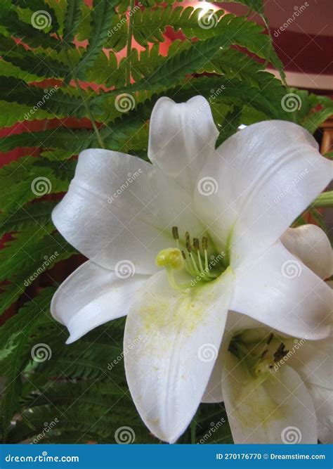 Lily Flower Close Up. Plant with Pollen Causing Allergies Stock Photo