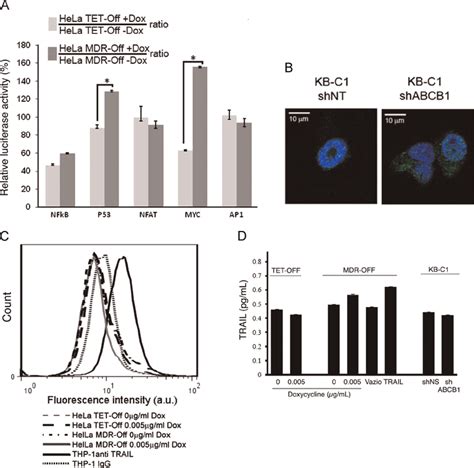 Effect On Transactivation Of NFkB P53 NFAT MYC And AP1 In HeLa