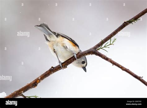 Tufted Titmouse, Baeolophus bicolor Stock Photo - Alamy