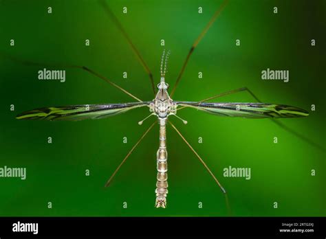 Crane Fly Tipula Furca Stock Photo Alamy