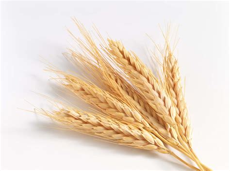 GRAINS & SEEDS | APT Consulting