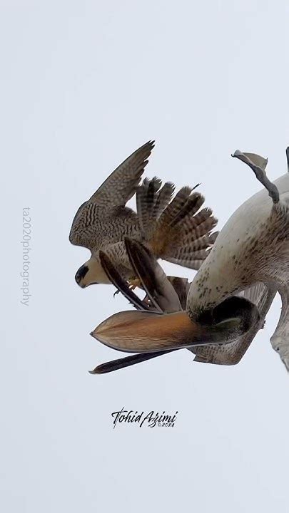 Peregrine Falcon Attacking A Pelican In Slow Motion And Super Slow