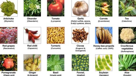 1. Best dietary sources of phenolic compounds. | Download Scientific Diagram