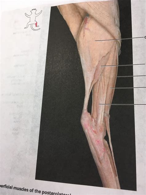 Anatomy Cat Muscle Practical Part 9 Diagram Quizlet