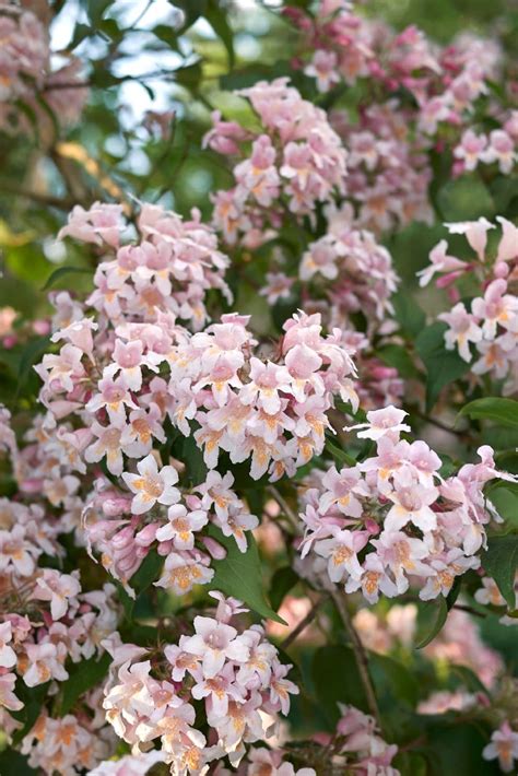 26 Gorgeous Pink Flowering Shrubs For Your Garden • Tasteandcraze