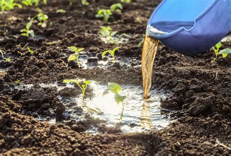 Comment Viter Les Crottes De Chat Dans Le Jardin Et Enlever La