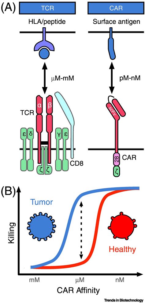 Roadmap To Affinity Tuned Antibodies For Enhanced Chimeric Antigen