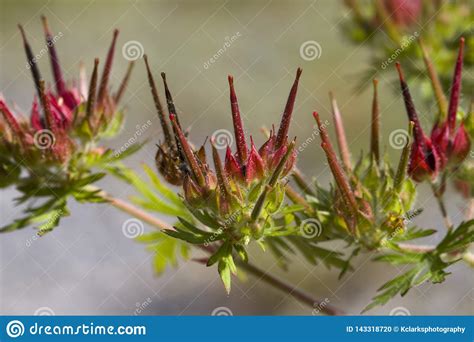 Sementes Incomuns Coloridas Do Wildflower Carolina Cranesbill Ger