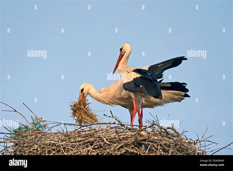 White Stork Ciconia Ciconia Bringing Nesting Material To The Nest