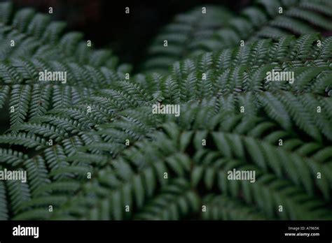 New Zealand Tree Fern Stock Photo Alamy
