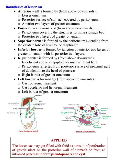 Lesser Sac and Epiploic foramen - Anatomy QA