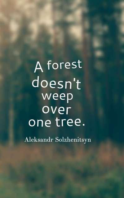 45 Inspirational Forest Quotes And Sayings