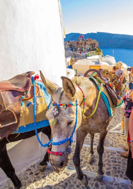 30 Christianity Donkey Aegean Sea Animal Stock Photos Pictures