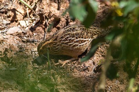 Common Quail (Coturnix coturnix) Codorniz