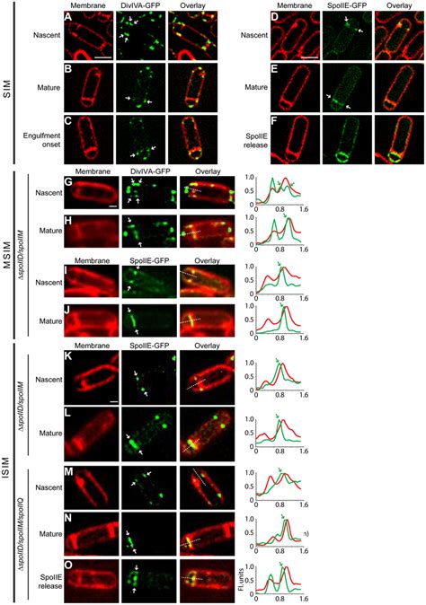 Diviva And Spoiie Preferentially Localize To The Forespore Side Of The