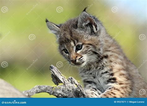 Bobcat Baby stock image. Image of outdoors, curious, blurred - 9937071