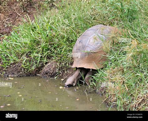 Galápagos tortoise Galapagos Riesenschildkröten Tortue géante des