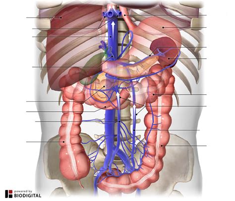 Abdominal Veins Diagram | Quizlet