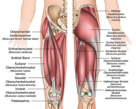 Anatomie Der Bein Und H Ftmuskulatur