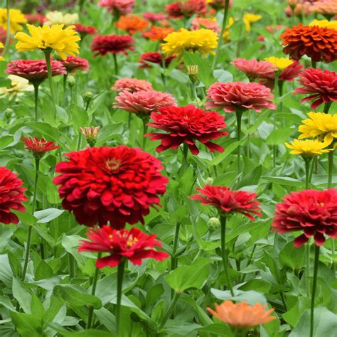 Planting Zinnia Seeds