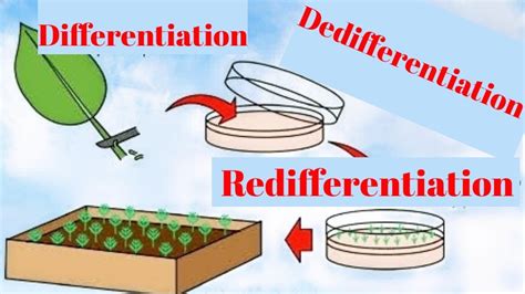 Differentiation Dedifferentiation And Redifferentiation Youtube