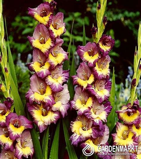 Gladiolus Gladiole Dynamite St Gardenmarkt De