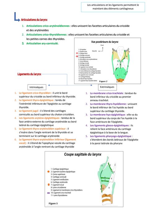 Solution Anatomie Et Physiologie Du Larynx Avec Sch Mas Studypool