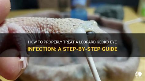 How To Properly Treat A Leopard Gecko Eye Infection A Step By Step