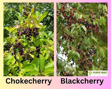 Chokecherry Vs Black Cherry Top Differences To Identify