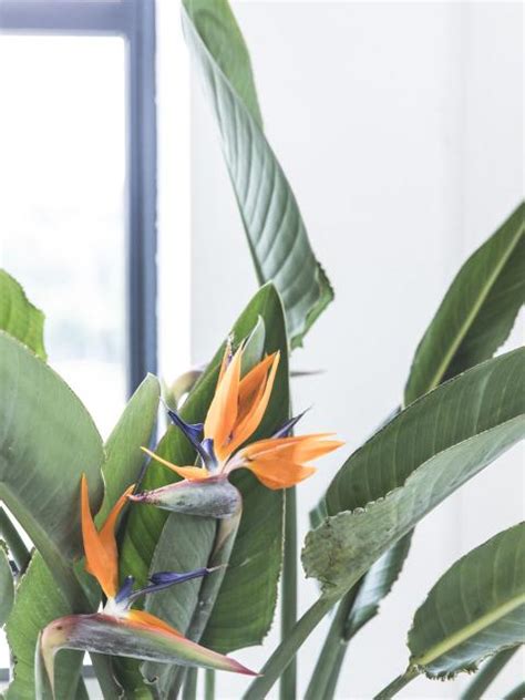Plant Design | The Joy of Plants