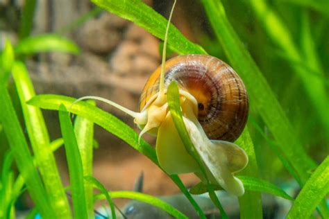 Mystery Snails | Pomacea bridgesii: Care Sheet - Aquariadise