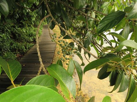 Elaeocarpus Petiolatus Flickr