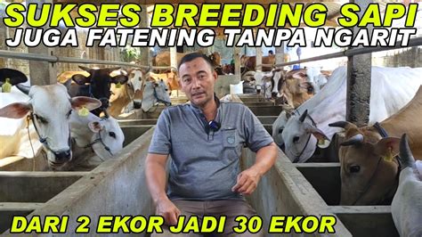 Sukses Breeding Dan Penggemukan Sapi Dari Ekor Jadi Ekor Tanpa