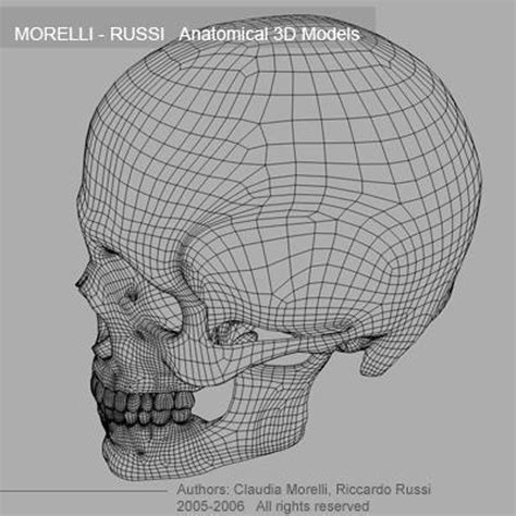 human skull 3d model