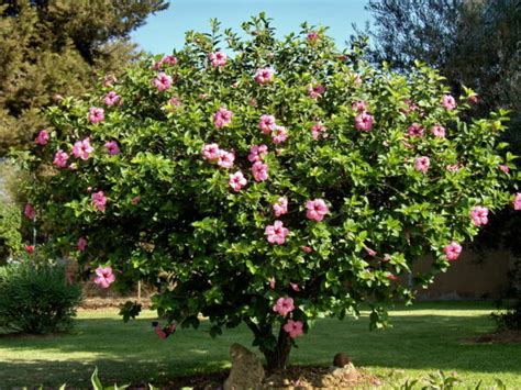 Hibiscus Rosa Sinensis Valls Garden