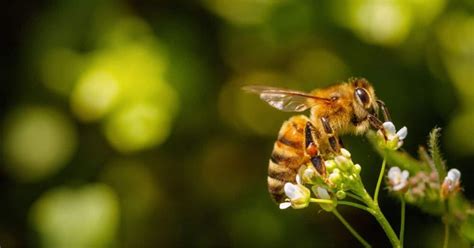 Au Jardin Ou Sur Vos Balcons Cogestes Adopter Pour Sauver Les