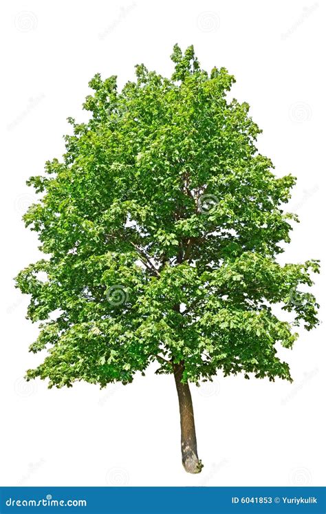 Wonderful Green Tree Stock Image Image Of Background 6041853