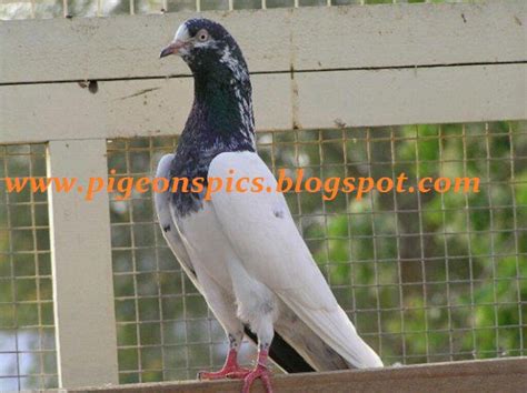 Beautiful Pakistani Tedy Pigeons Kabootar Pigeons Pics Latest