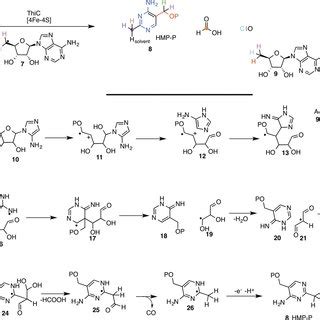 Radical SAM Enzymology In Thiamin Thiazole Biosynthesis A Tyrosine