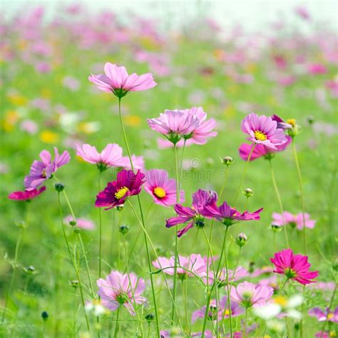 Campo De Flores Cor De Rosa Do Cosmos Imagem De Stock Imagem De